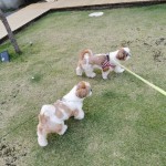 ペットと泊まれる宿に来ました！！