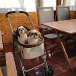 カートで海の町散策