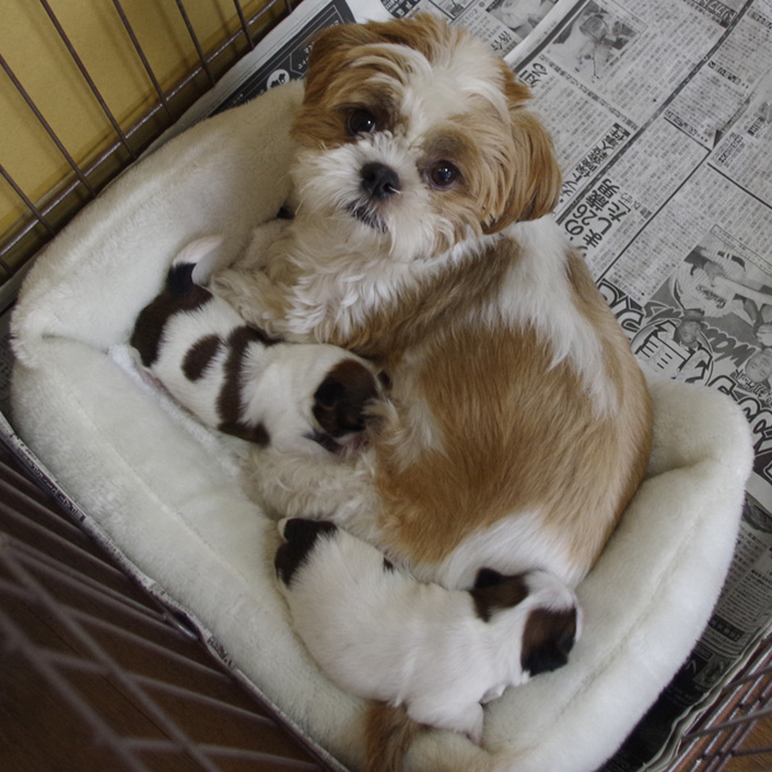 12日目：『ワン』・・・！？