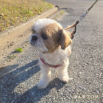 １２月はまだ秋？