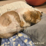 犬も猫も寝たい時間?