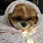 年が明けても、もふもふ巻き！