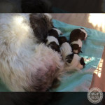 祝★【孫】誕生！