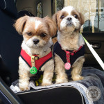 犬見知りと甘えん坊！