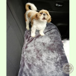 わんわん!おりないよ!