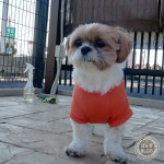 かぼす、フリーズ中。