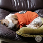 寝床、うばわれる。