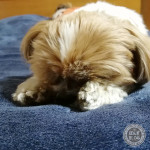 ほかほか寝てよう日