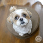 ぽんずもいよいよ、脱もふ！