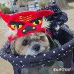 ２０２５年かぼししまい