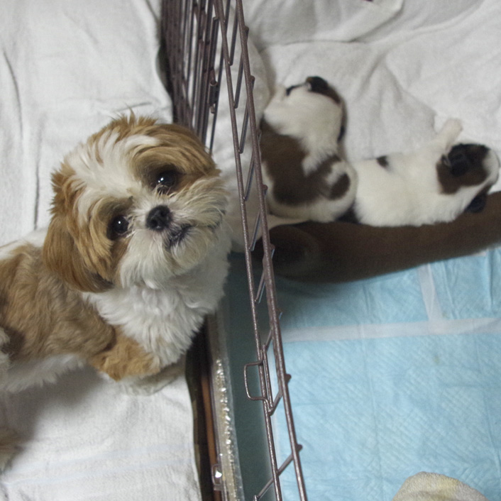 25日目：祝・4速歩行！