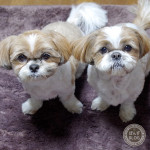 生まれ変わってきた、ぽんかぼ。