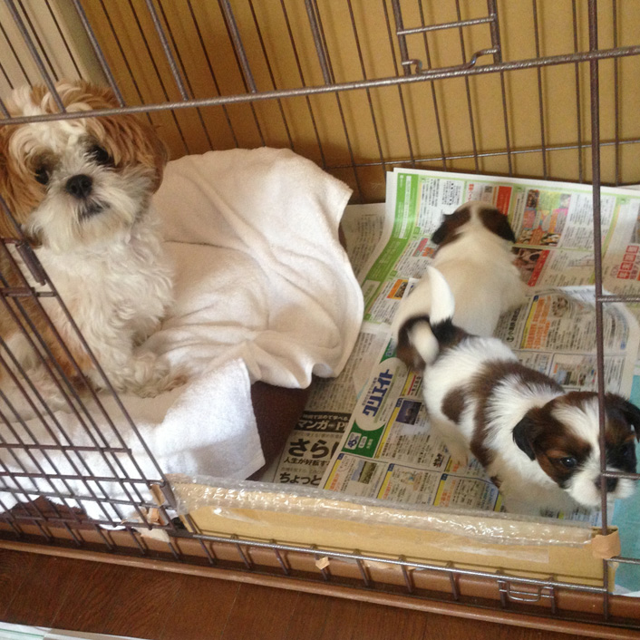 31日目：『おすわり』