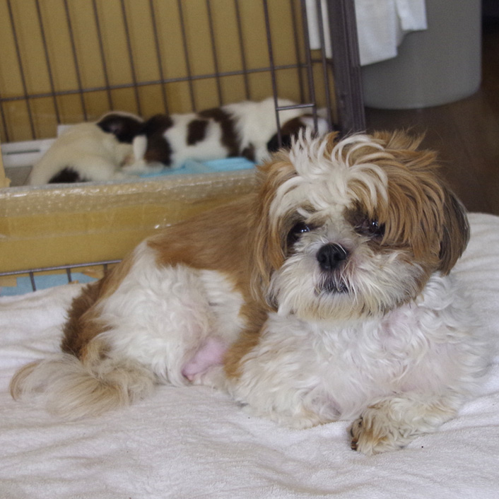 33日目：両手もふ寝＆へそ天