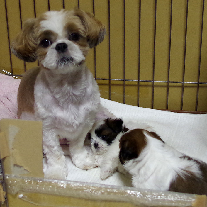 35日目：ツメ切り＆足うらカット