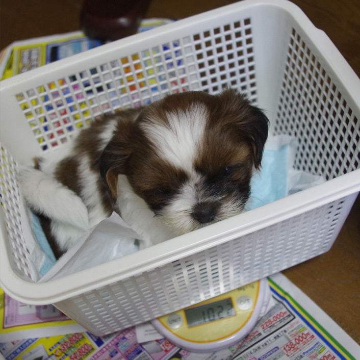 37日目：体重増えた！！！