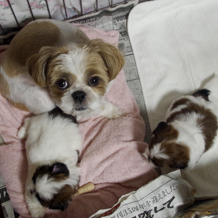 38日目：初おもちゃに『がぶぅ』！