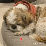 ぽんかぼは撮り放題だけど・・・