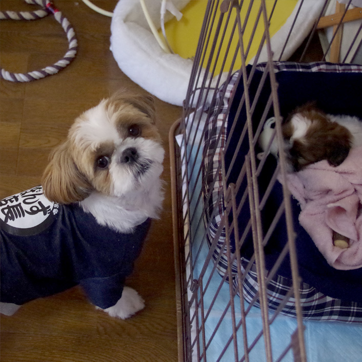 55日目：ふかふかベッド