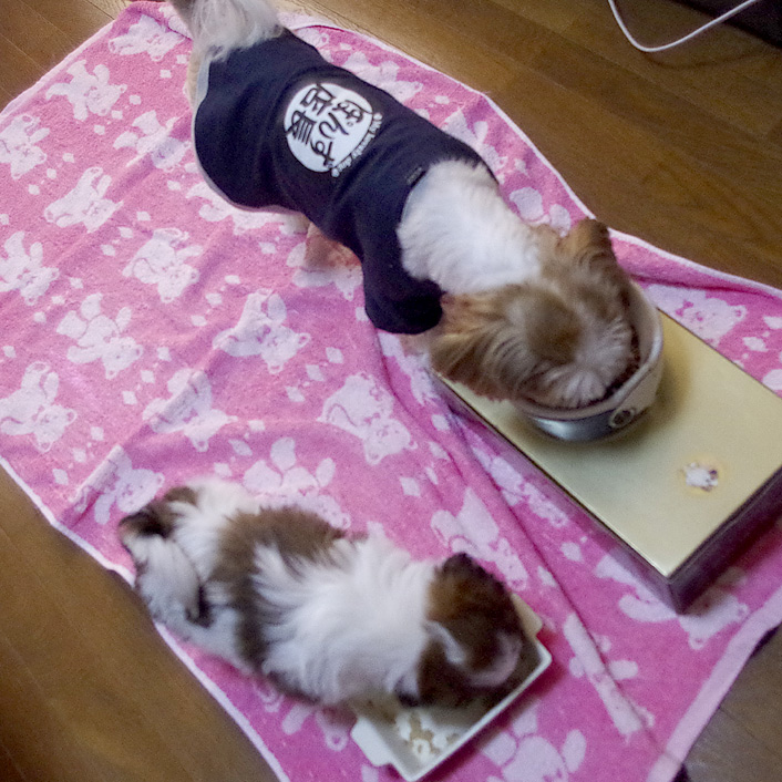 56日目：親子で仲良く（？）ご飯