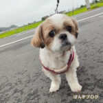 犬を飼ってる人の生活あるある