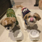 だんだん早起きになってくる、ぽんず