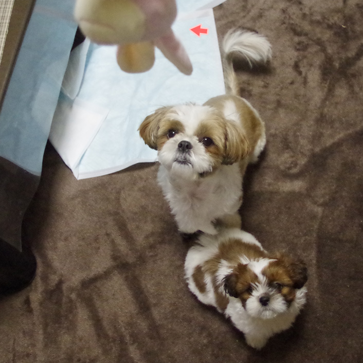 ぬいぐるみ、ひっぱりっこ！