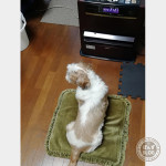 ６月なのに暖房です。