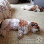 親子で、ぐて寝。