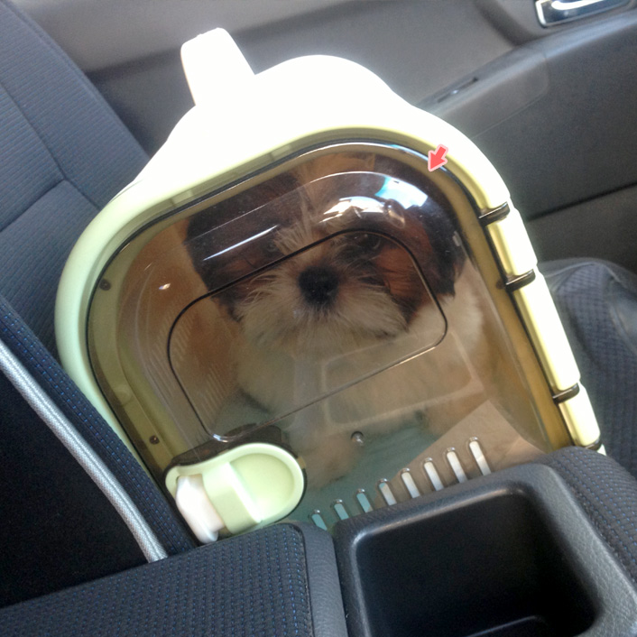 かぼす、２回目のワクチンです。