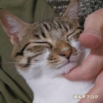 あごなで、好き？嫌い？