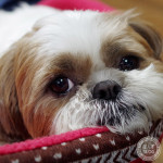 そろそろ、はじめてます。