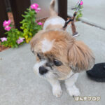 やっと明るいうちに散歩できました