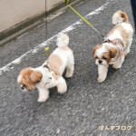 まま、いくかぼよ～♪