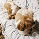 ぽんず母さんも、甘えたい。