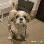 お、かわいい感じ