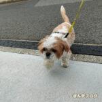 かいぬし、おうちかえるぽんずよ！