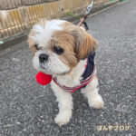 冬のペットあるある！