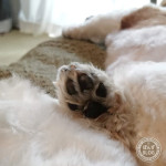 そのあんよ、なに？笑