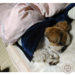 和ませてくれる、ぽんず。