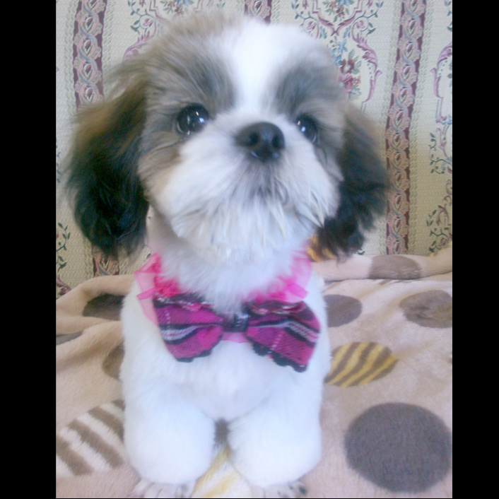 あんず、脱もふ～！