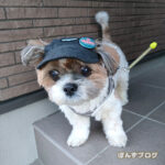 キャップが似合ってしまう、かぼす。