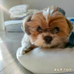 アートなたぬき。