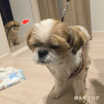 かぼすもおさんぽ、行く？行かない？