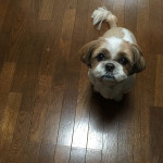 ご飯ちょうだい光線を出し続ける、ぽんず。