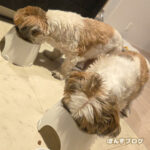 朝から普通に食べた、ぽんず