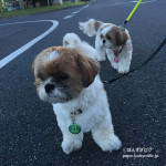 朝のもふもふパトロール隊！