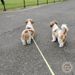 もふもふ見学中