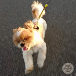 あさひが　おいらを　よぶかぼ！