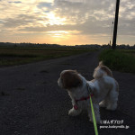 朝んぽ、がんばってます